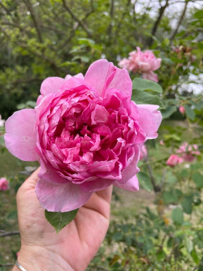 Casina Morgana B&B Novafeltria エクステリア 写真