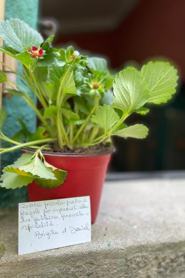 Casina Morgana B&B Novafeltria エクステリア 写真